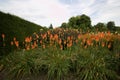 Lush display of red hot pokers in flowerbed with foliage