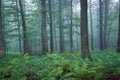 A lush, dreamlike, forest with many ferns and morning fog