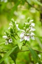 Lush duckbill flowers blooming in the garden Royalty Free Stock Photo