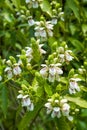 Lush duckbill flowers blooming in the garden Royalty Free Stock Photo