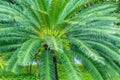 Lush dwarf palm tree