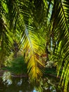 Hiding Behind Palm Fronds Secret Pond Hideaway Royalty Free Stock Photo