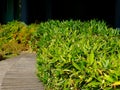 Wooden boardwalk. lush green hedge along garden path