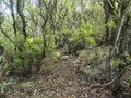 Lush evergreen laurisilva forest at Park rural de Teno mountains, Tenerife, Canary Islands, Spain. Mysterious fairytale