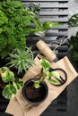 Lush exotic house plants and gardening tools on table, flat lay Royalty Free Stock Photo