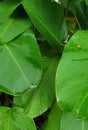 Large tropical foliage and rain drops, lush greenery