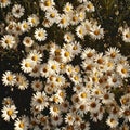 A lush expanse of daisies basking in sunlight, their white petals and golden centers a vivid dance of natural splendor. Royalty Free Stock Photo