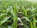A lush expanse of young corn plants Royalty Free Stock Photo