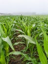 A lush expanse of young corn plants Royalty Free Stock Photo