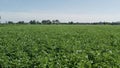 Lush Farmland - Expansive Agricultural Field