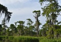 Lush Fauna Thriving in the Southern Louisiana Wetlands Royalty Free Stock Photo