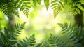 Lush Fern Frame, Natural Light, Forest Royalty Free Stock Photo