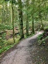 Lush fern growth on fallen tree trunks in Forest Park, Portland, Oregon Royalty Free Stock Photo