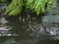 Lush fern leaf covered above one edge side of carp fish pond with ripples and reflections Royalty Free Stock Photo