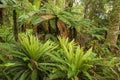 Lush Fern Understory Royalty Free Stock Photo