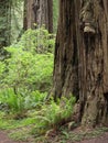 Ferns and redwood tree trunk Royalty Free Stock Photo