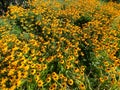 Lush field full of bright yellow Black-Eyed Susan flowers sunlit with details and shadows Royalty Free Stock Photo