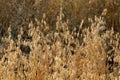 Lush field with golden oat crops. Royalty Free Stock Photo