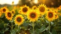 A lush field of tall vibrant yellow sunflowers symbolizing the harmony between plantbased biofuels and the environment.