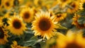 A lush field of tall vibrant yellow sunflowers symbolizing the harmony between plantbased biofuels and the environment.