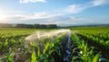 Cornfield Irrigation Spray Royalty Free Stock Photo