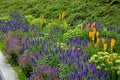 Lush flower bed with sage blue and purple flower combined with yellow ornamental grasses lush green color perennial prairie flower