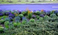 Lush flower bed with sage blue and purple flower combined with yellow ornamental grasses lush green color perennial prairie flower