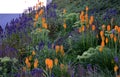 Lush flower bed with sage blue and purple flower combined with yellow ornamental grasses lush green color perennial prairie flower