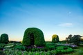 The lush flower garden and the sky in the early morning