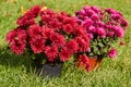 Lush flower pots on grass,two beautiful chrysanthemum flowerpots on the grass stands Royalty Free Stock Photo