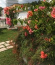 Lush flowering bougainvillea