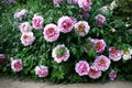 Lush flowering bush of pink tree peony