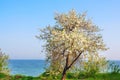Lush flowering cherry tree by the sea