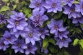 Lush flowering clematis `General Sikorski` Royalty Free Stock Photo