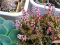 Lush Flowering Crassula Capitella Ssp Thyrsiflora Plant Home Collection