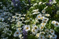 Lush Flowering Daisies On The Meadow In Summer Sunny Day. Beautiful Chamomile Flowers With White Petals