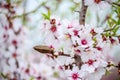 Lush flowering of delicate almond flowers in the garden.