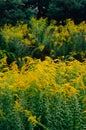 Lush flowering of the most allergic flower is ragweed. Yellow ragweed flowers