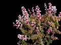 Lush Flowering Plants Crassula Capitella Thyrsiflora, Isolated On Black Background
