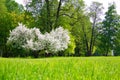 Lush flowering tree Apple trees in the spring meadow Royalty Free Stock Photo