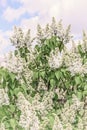 Lush flowering of white lilac bushes against the blue sky in the garden. Royalty Free Stock Photo