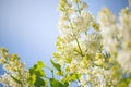 Lush flowering of white lilac bushes in a sunny garden.