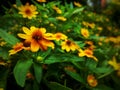 Gorgeous sunflowers on beautiful grass Royalty Free Stock Photo