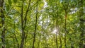 Lush foliage against a bright sky in Provo Utah Royalty Free Stock Photo