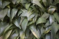 Aspidistra elatior in a flowerbed