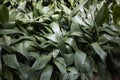 Aspidistra elatior in a flowerbed