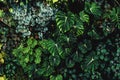 Lush foliage background. Green plant wall with tropical leaves Royalty Free Stock Photo