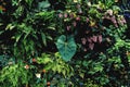 Lush foliage background. Green plant wall with tropical leaves Royalty Free Stock Photo