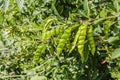 Green Been On Pigeon Pea Tree Royalty Free Stock Photo