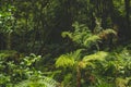 Lush foliage at Caldeira Velha, a nature reserve with hot pools on Sao Miguel Island, Azores, Portugal Royalty Free Stock Photo